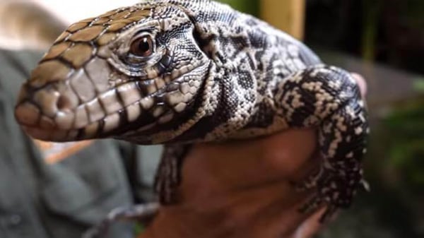 Argentine Tegu lizard in the United States