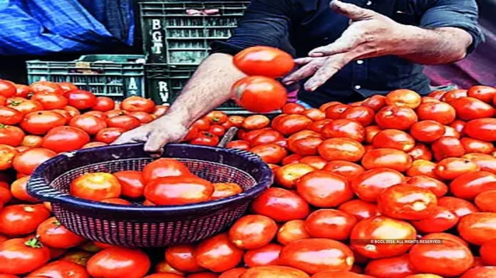 tomato-gold-rush