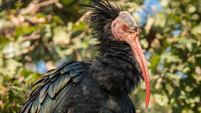Northern Bald Ibis