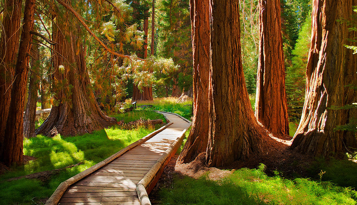 Best National Parks to Visit in the US - Sequoia National Park