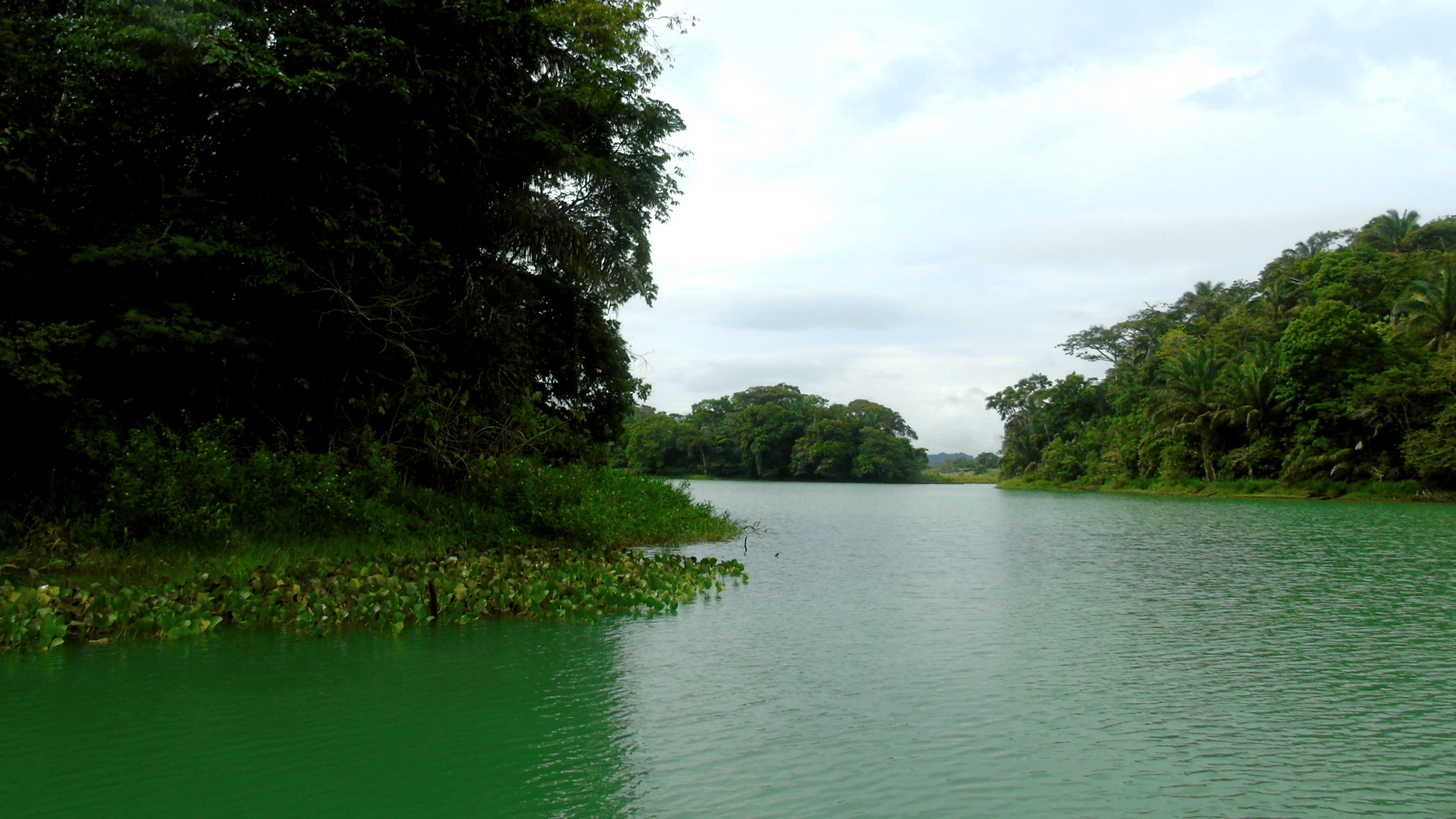 Gatun Lake Rainforest Watershed - Panama Canal Biodiversity and Water System Gatun Lake surrounded by dense tropical rainforest canopy of the Panama Canal Watershed, critical ecosystem supporting 160 mammal species, 500+ bird species, and freshwater supply for canal operations