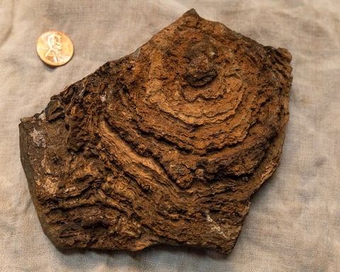 Cross-section of a 2.7 billion-year-old Tumbiana stromatolite from Pilbara Craton, Western Australia, showing finely layered microbial structure
