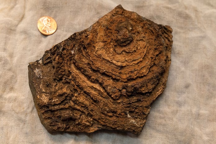 Cross-section of a 2.7 billion-year-old Tumbiana stromatolite from Pilbara Craton, Western Australia, showing finely layered microbial structure