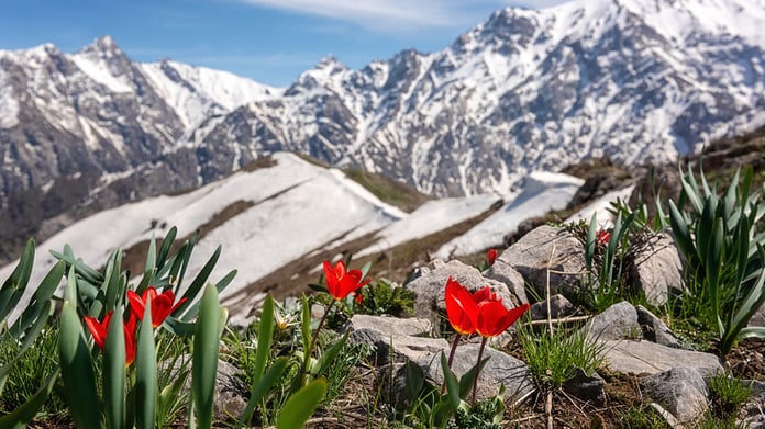 Chimgan mountains in Uzbekistan with tulip flowers, site of the GEF 71st Council meeting in Samarkand 2026