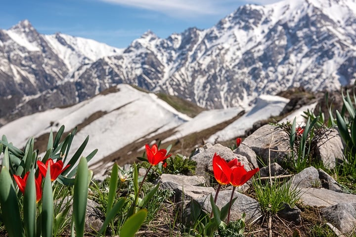 Chimgan mountains in Uzbekistan with tulip flowers, site of the GEF 71st Council meeting in Samarkand 2026