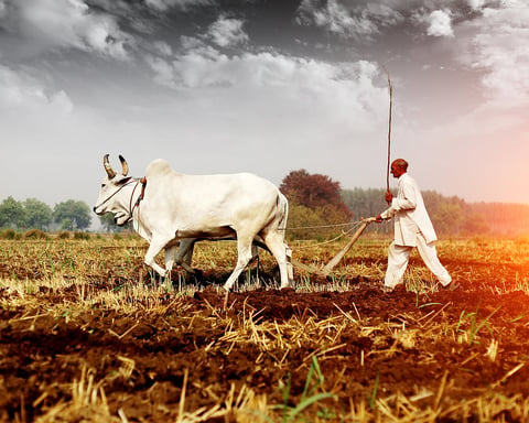 Indian agricultural fields facing drought risk as El Nino conditions threaten the 2026 kharif season