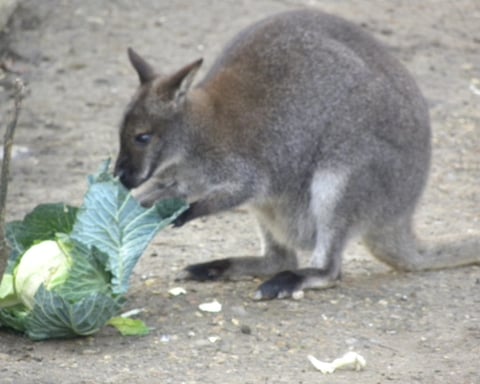 A kangaroo, representing Australia's living marsupials studied in marsupial evolution research