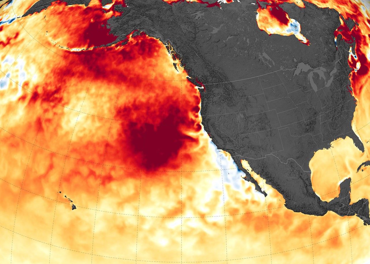 NASA Coral Reef Watch satellite image of the Northeast Pacific marine heatwave SST anomaly