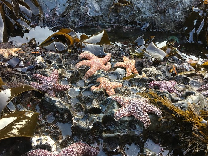 Young adult ochre sea stars on Oregon coast rocky intertidal zone