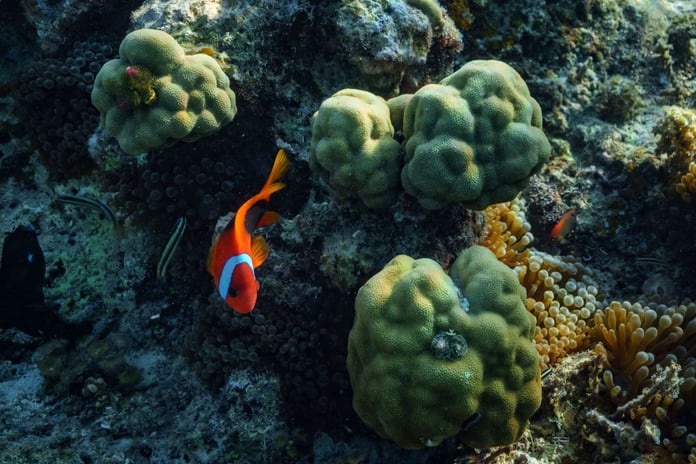 A clownfish swims among coral in the Pacific Ocean, the kind of reef life French Polynesia's marine reserve protects