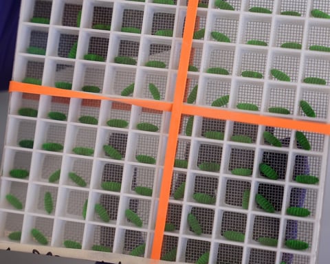Dyed sterile screwworm fly pupae at a USDA production facility in Texas