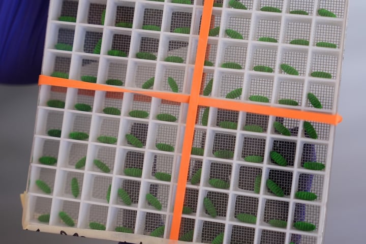 Dyed sterile screwworm fly pupae at a USDA production facility in Texas