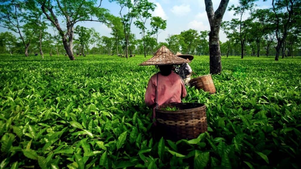 India : Small Tea growers in Assam face financial disorder during lockdown