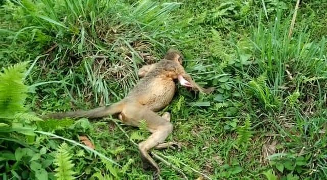 India: Electric shock kills a rare ‘Capped langur’ in Hoollongapar Gibbon Sanctuary in Assam