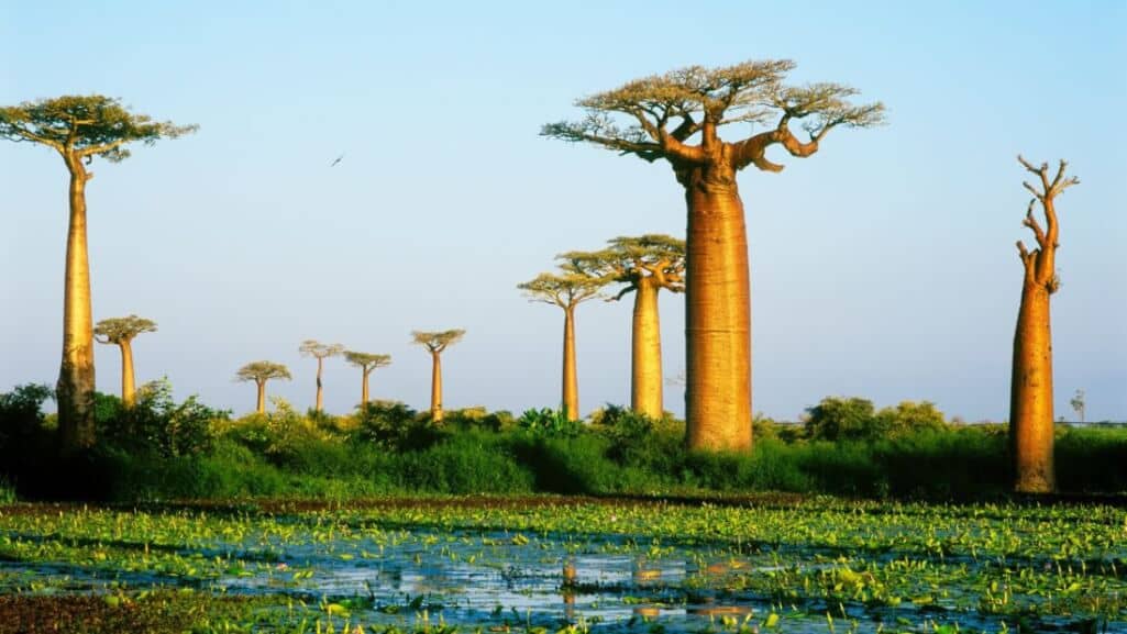 Madagascar is actively exporting herbal tincture “for Coronavirus”, WHO recalls – there is no panacea