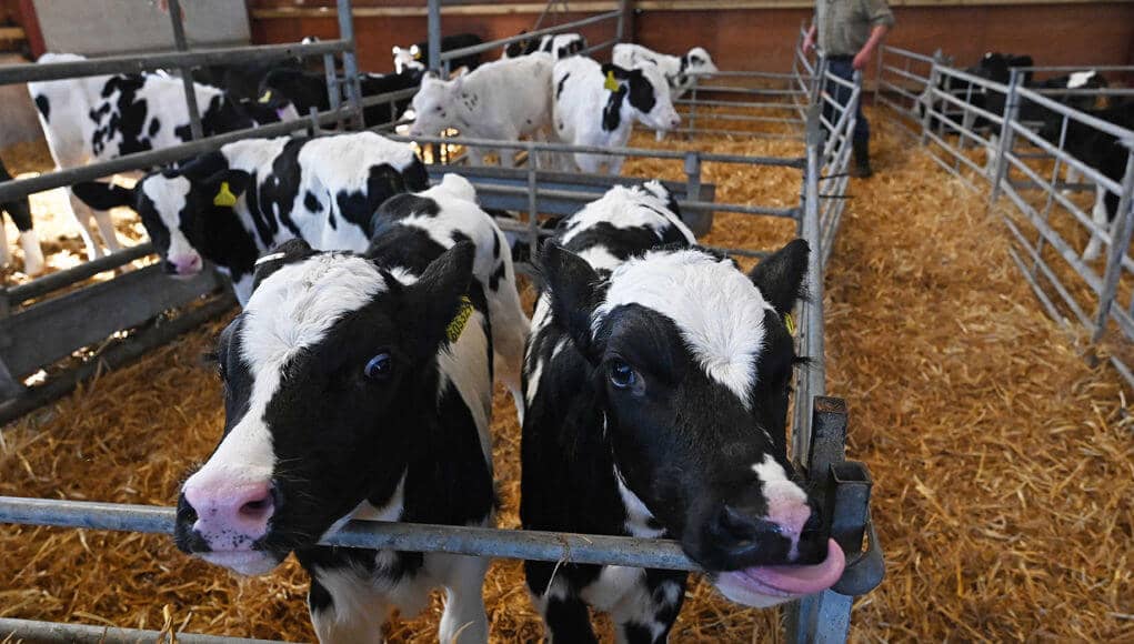 cow coronavirus antibodies