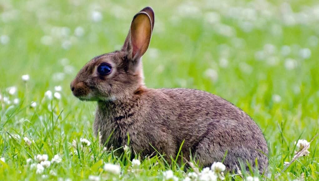An Ebola-like virus spreads among rabbits in the US and Mexico