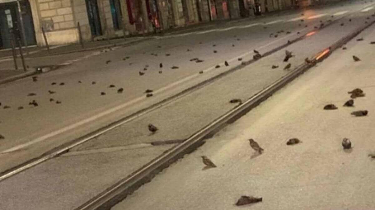 The streets of Rome covered with dead birds after the end of the year fireworks