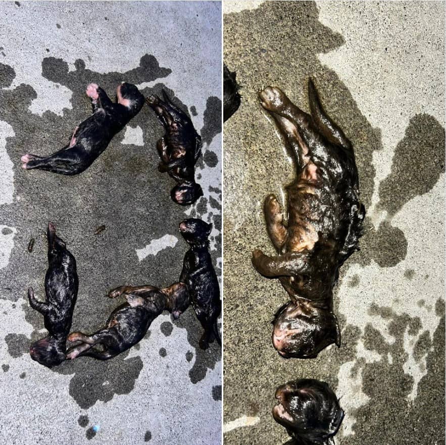 Kids Found Kitten Who Had Been Drunk - 'Anyone Who