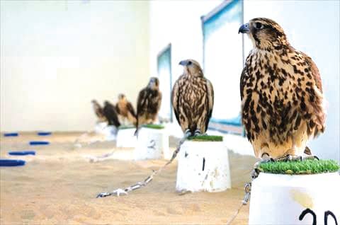 Arrangements for the release of 50 falcons in nature from Azerbaijan