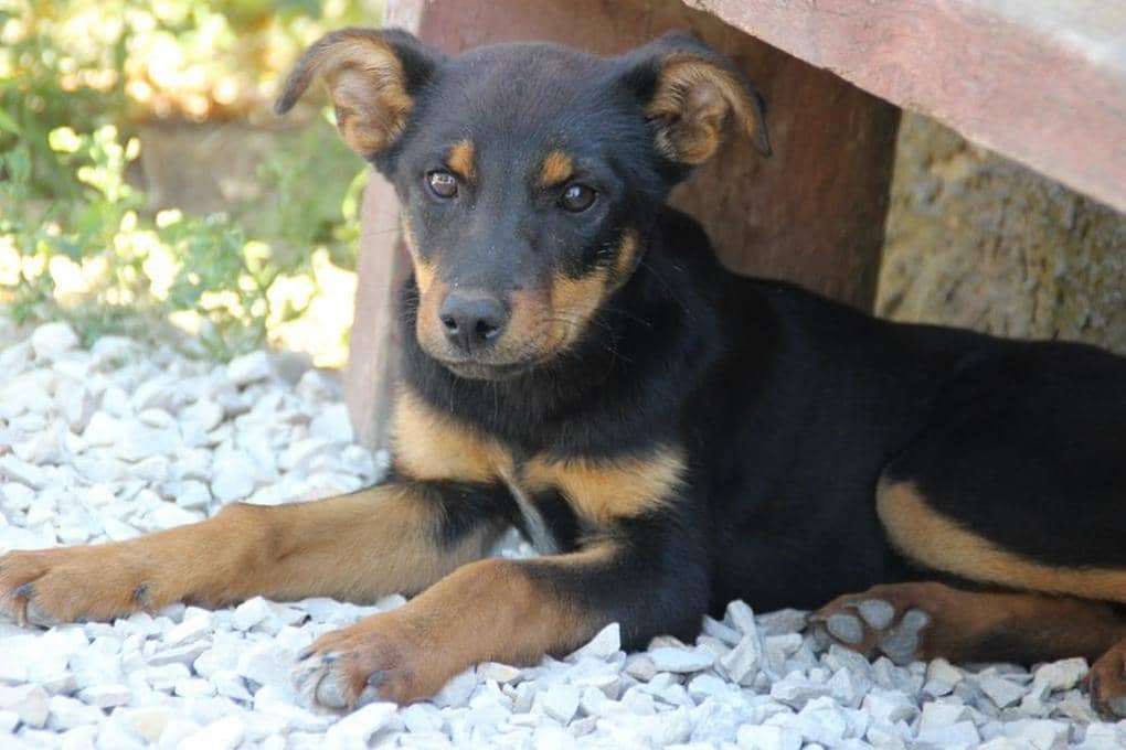 Bastrykin charged with initiating criminal proceedings for failure to take