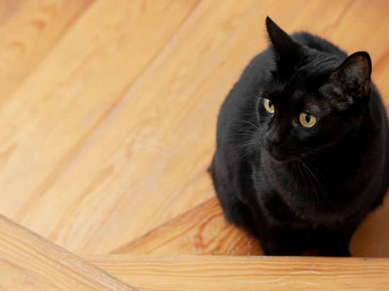 A strange cat entered the house: what does this sign