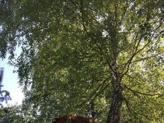 April 11: why on this day you should definitely kiss