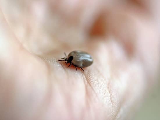 In the Orel region, 100 people have already suffered from a tick bite