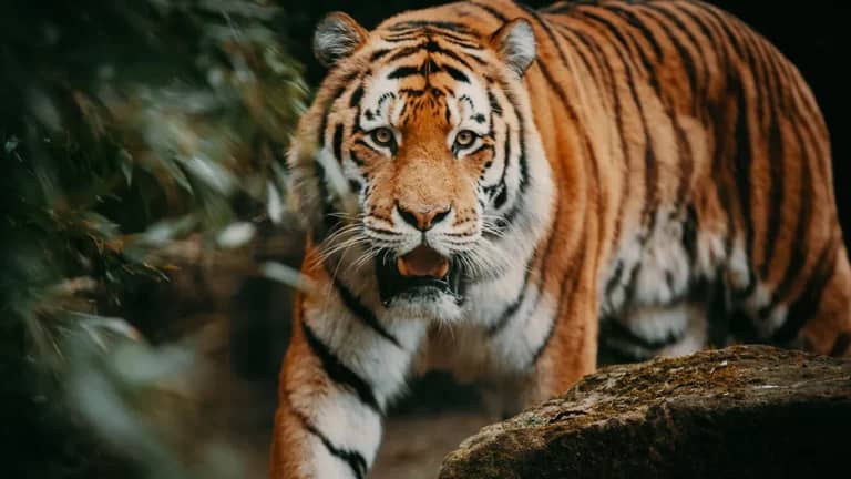 Scientists have identified two main Amur tiger personality traits