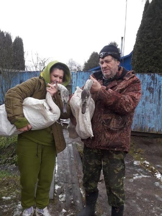 The fate of the dead swans on the pond in