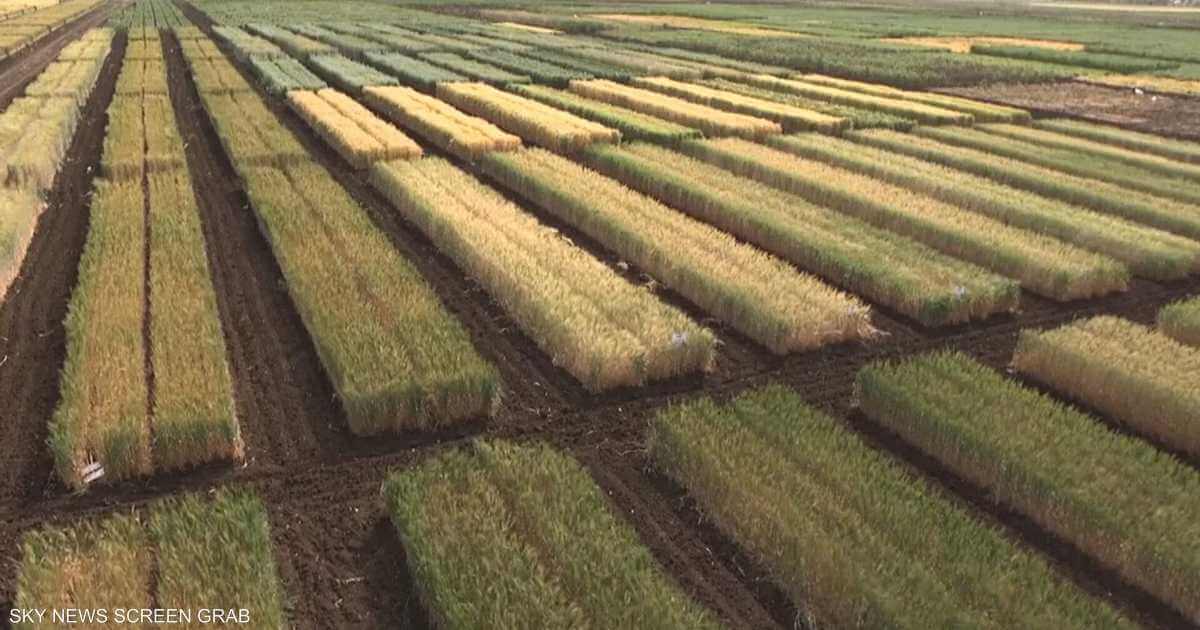 Morocco.. Seeds developed to adapt to drought conditions