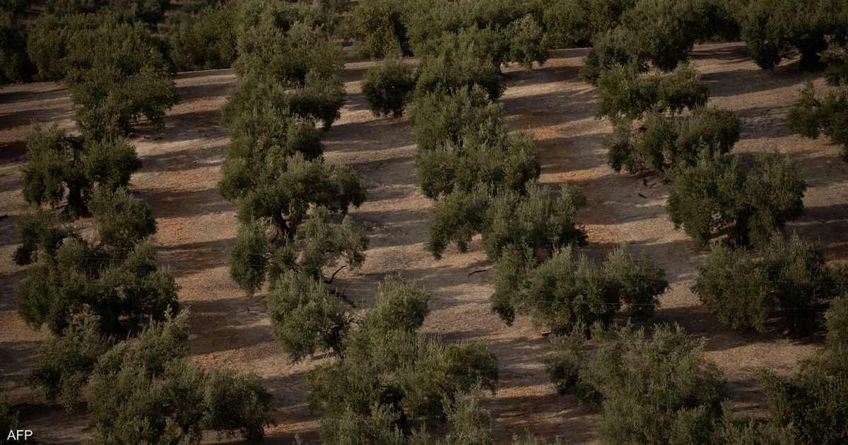 Drought again threatens Spanish olive growers with ‘disastrous’ season