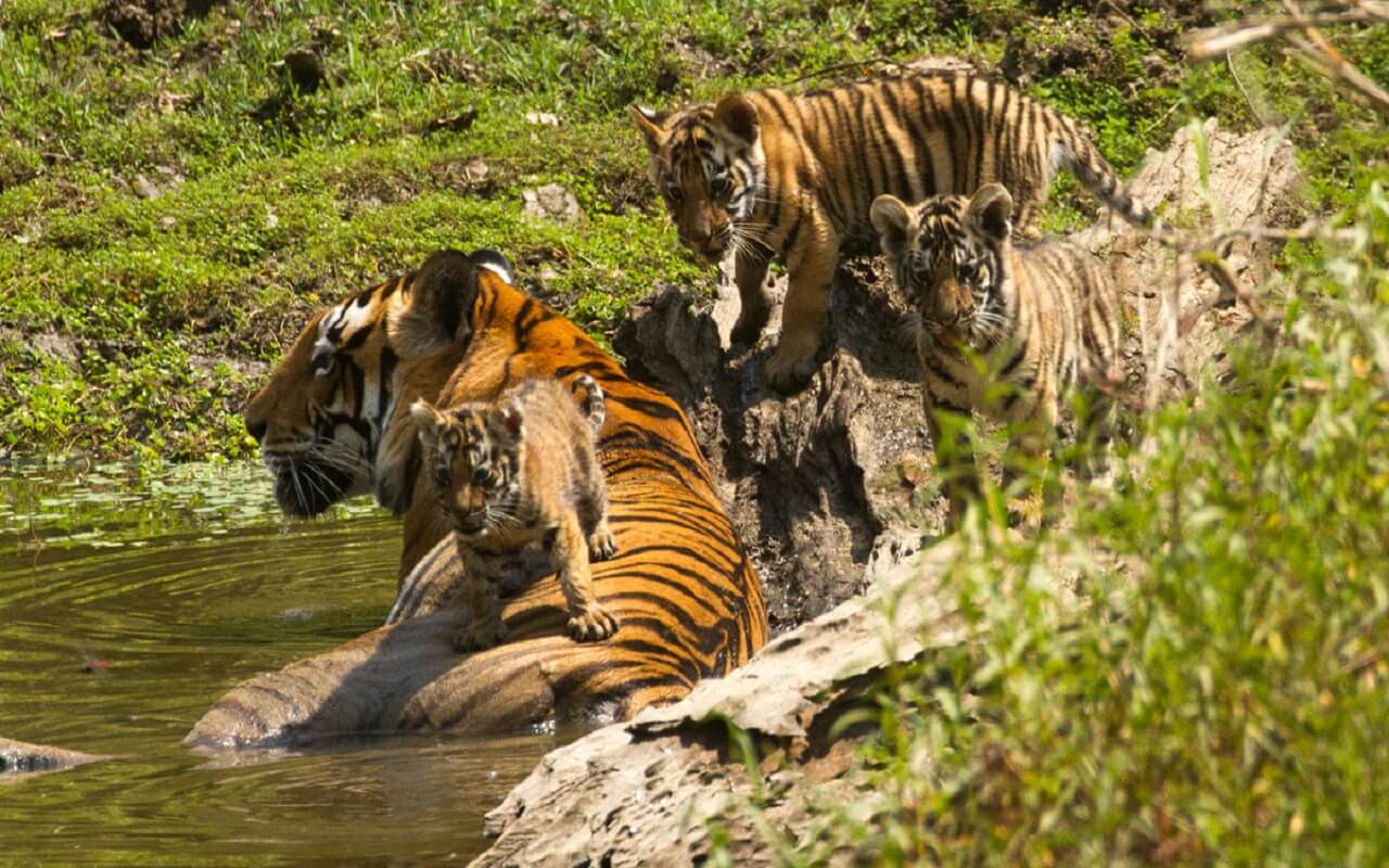 Maharashtra: Tigress gives birth to four cubs in Navegaon Nagzira Tiger Reserve.