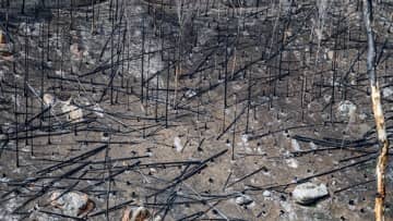 The Ministry of Emergencies predicted the highest fire danger class in 4 federal districts