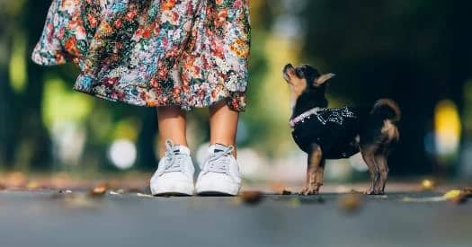 10 Basic Commands Every Dog Should Learn