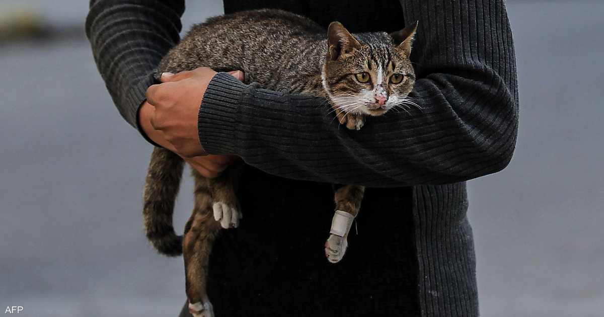 After the 'Iraqi Cat' Incident... 'Obsessive Viewing' Warnings