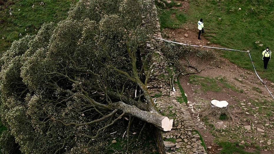 UK Police Arrest Teen in Connection with Felling of Ancient Tree Seen in ‘Robin Hood: Prince of Thieves’