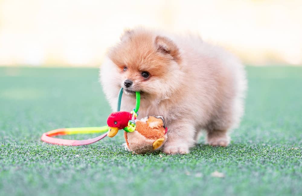 Dogs with dark eyes are seen as more friendly