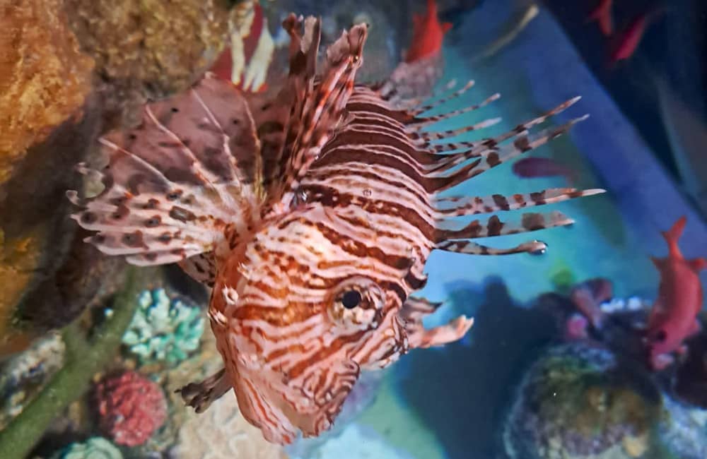 Lionfish at SEALIFE Manchester named after Mary Earps
