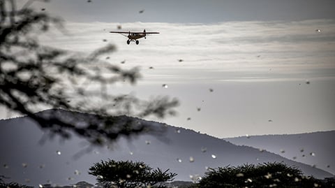 A plane conducting aerial pesticide spraying over desert locust swarms in Samburu County Kenya in January 2020