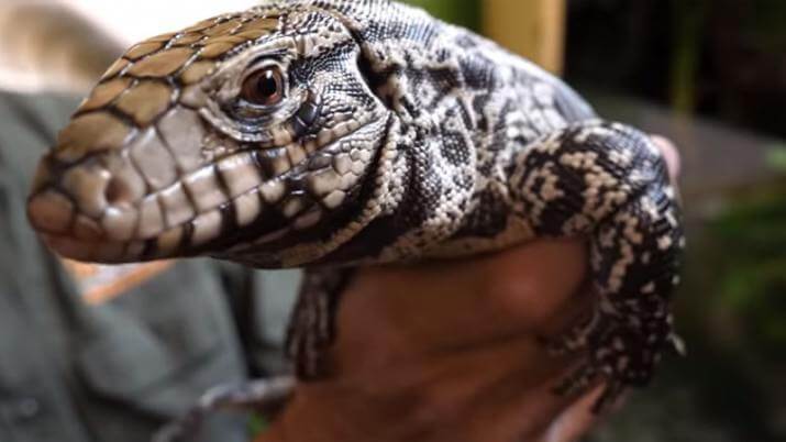 Argentine Tegu lizard in the United States