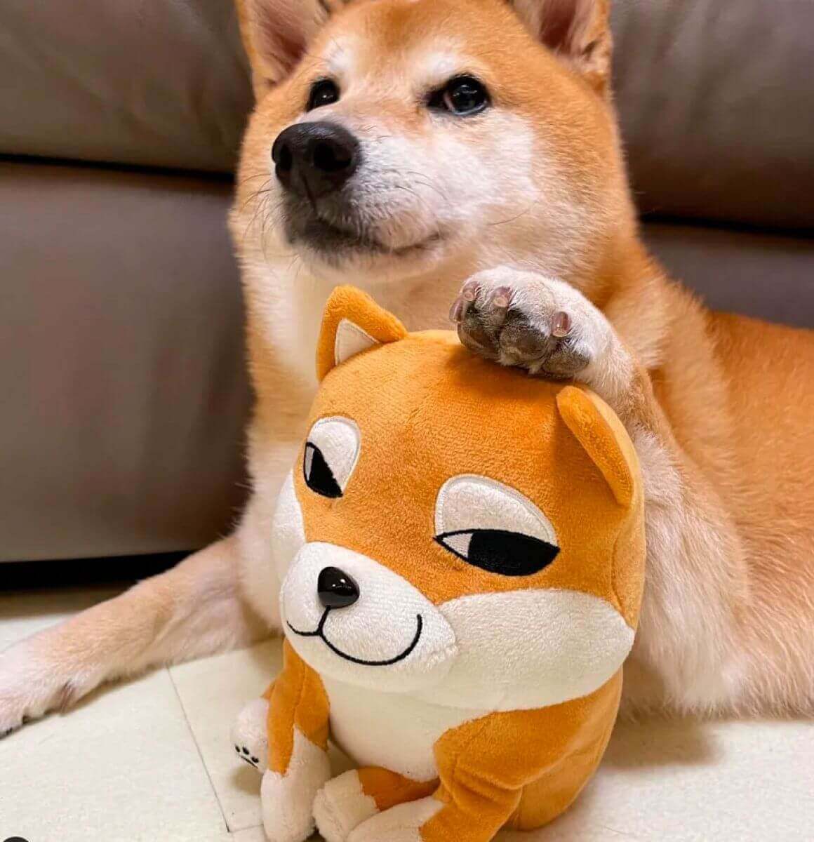Cheems, the dog of memes, is in poor health