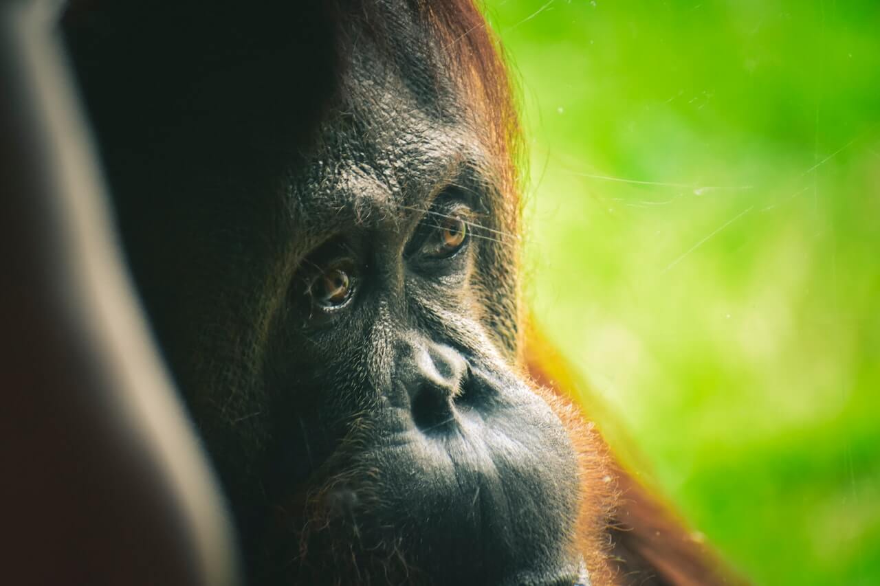 Primates Computer Chinese scientists from Nankai University connected the brain of a ...