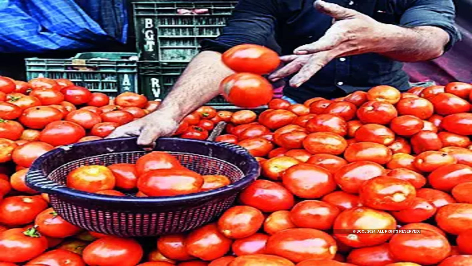 tomato-gold-rush