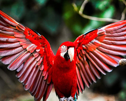 Best Talking Birds