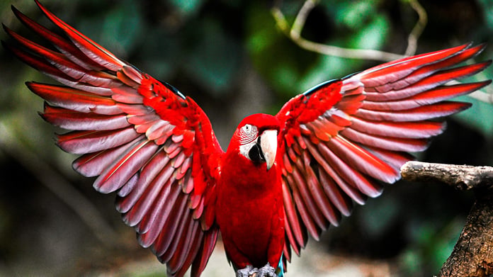 Best Talking Birds