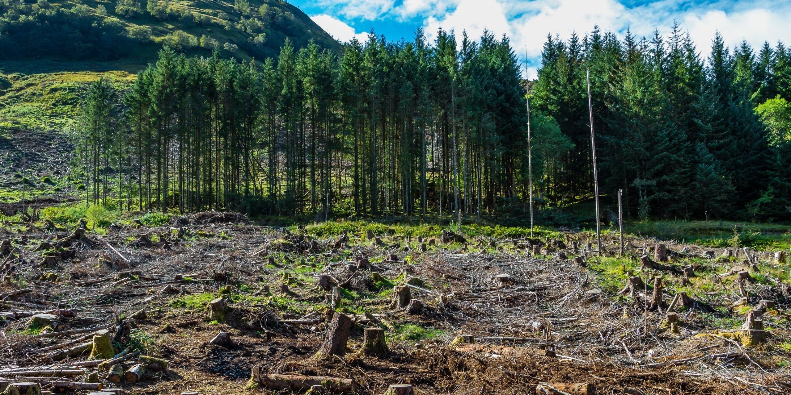 Ukrainian Government sells land in Zakarpattia to strengthen armed forces