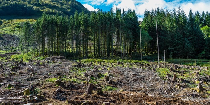 Ukrainian Government sells land in Zakarpattia to strengthen armed forces