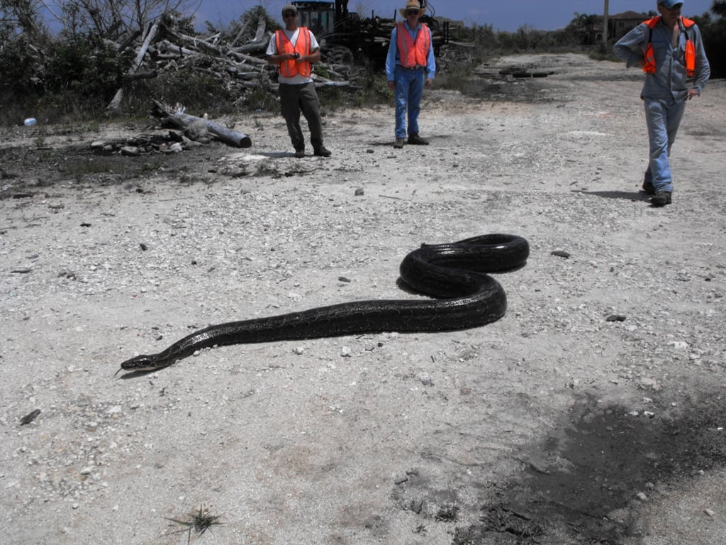 An African rock python, Python sebae, Africa's largest snake, showing its blotched brown dorsal pattern