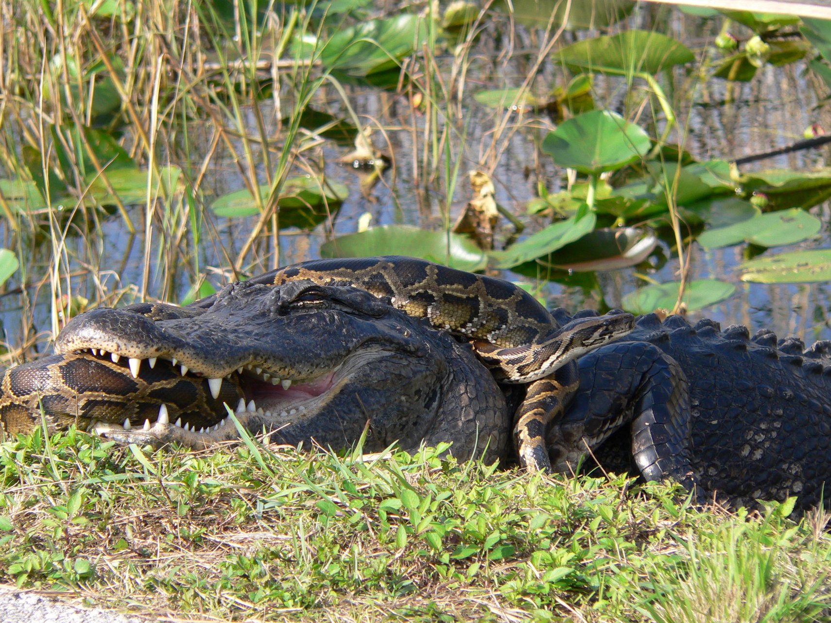 An American alligator and an invasive python locked together in the Florida Everglades, where the African rock python is also established